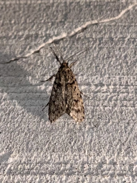 Diurnea fagella - szürke tavaszimoly
