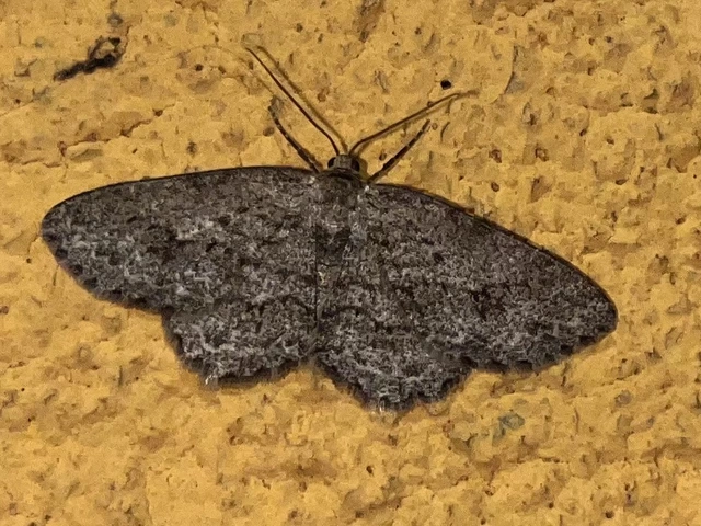 Ectropis crepuscularia - avararaszoló