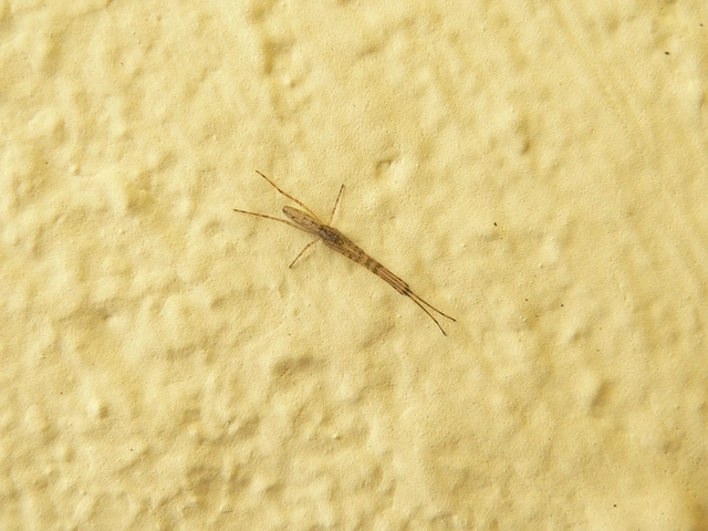 Tetragnathidae - állaspókok