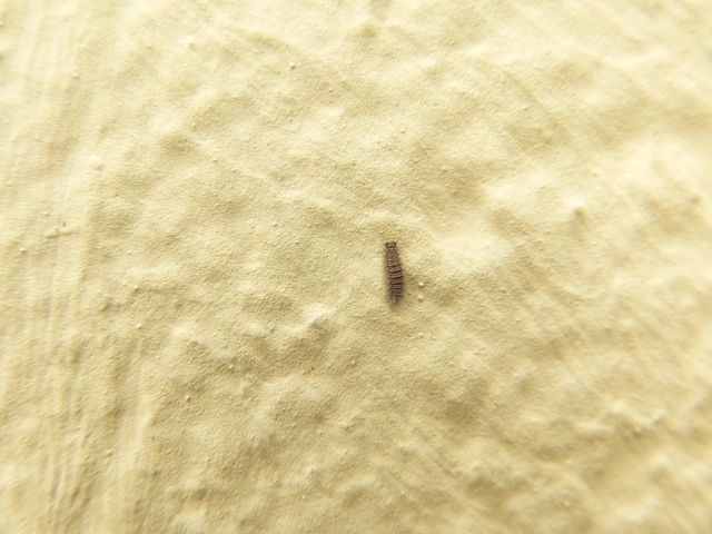 Polyxenus lagurus