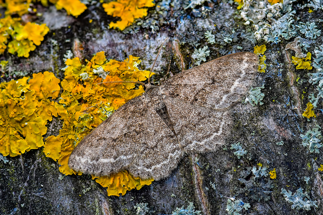 Ectropis crepuscularia - avararaszoló