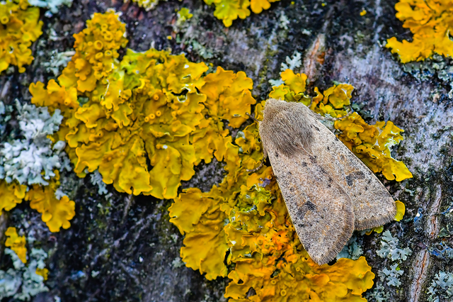 Orthosia cruda - kis barkabagoly
