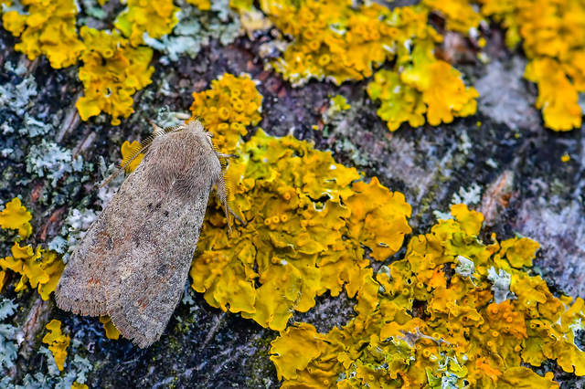 Orthosia cruda - kis barkabagoly