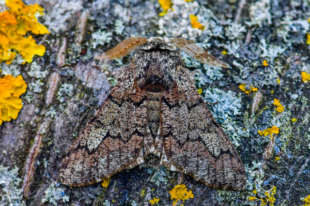 Biston strataria - barnapettyes araszoló