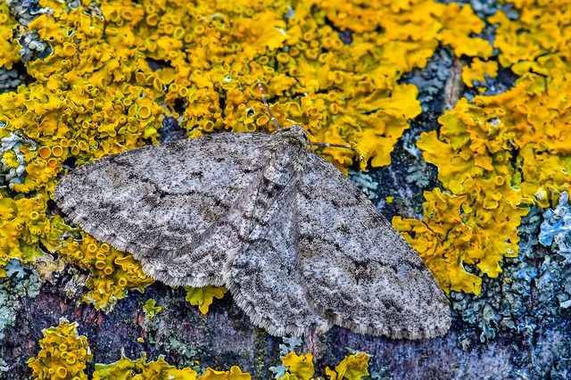 Ectropis crepuscularia - avararaszoló