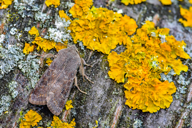 Orthosia populeti - nyárfa-barkabagoly