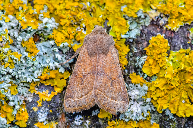 Orthosia cerasi - közepes barkabagoly
