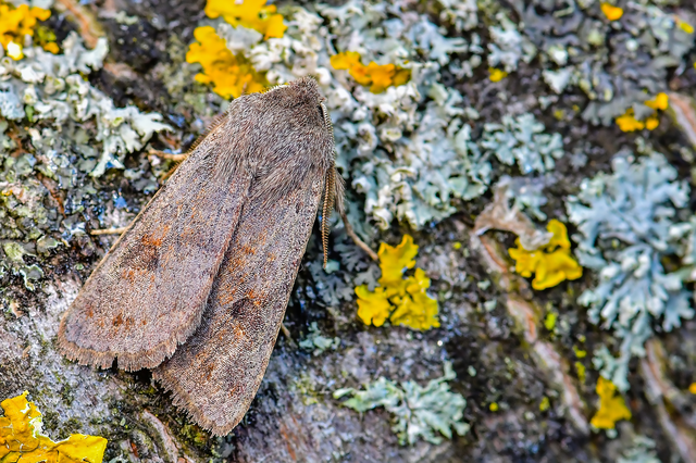 Orthosia populeti - nyárfa-barkabagoly