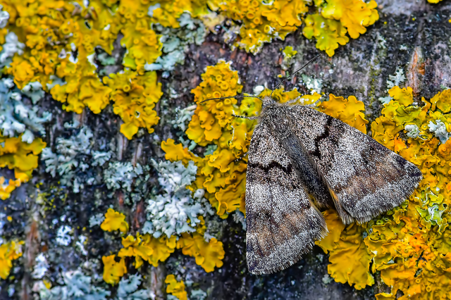 Boudinotiana notha - vörhenyes nappaliaraszoló