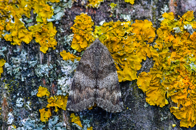 Boudinotiana notha - vörhenyes nappaliaraszoló