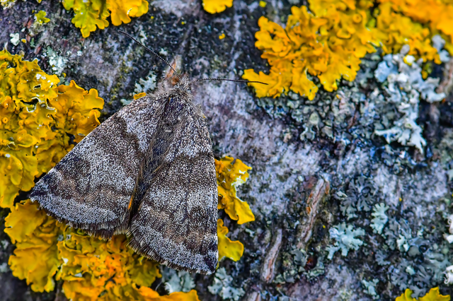 Boudinotiana notha - vörhenyes nappaliaraszoló