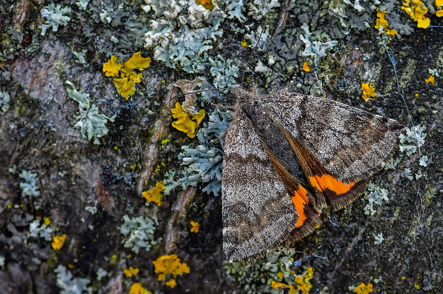 Boudinotiana notha - vörhenyes nappaliaraszoló
