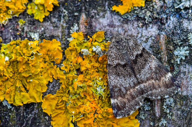 Boudinotiana notha - vörhenyes nappaliaraszoló