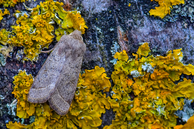 Orthosia cerasi - közepes barkabagoly