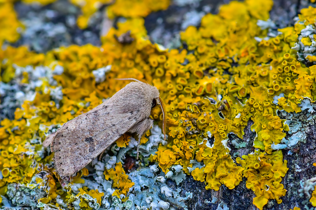 Orthosia cruda - kis barkabagoly