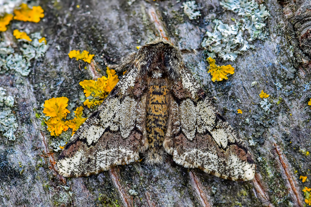 Biston strataria - barnapettyes araszoló