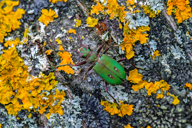 Cicindela campestris - mezei homokfutrinka