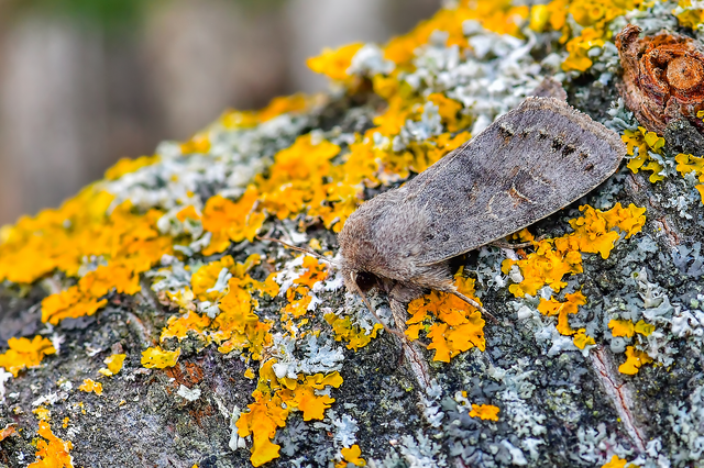 Orthosia populeti - nyárfa-barkabagoly