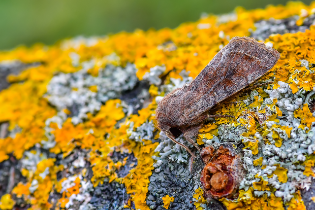 Orthosia incerta - változékony barkabagoly