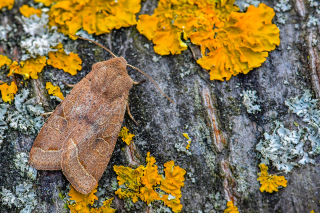 Orthosia cerasi - közepes barkabagoly