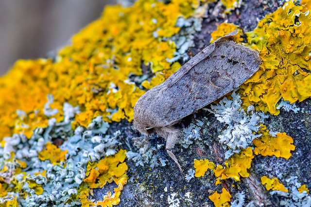 Orthosia populeti - nyárfa-barkabagoly