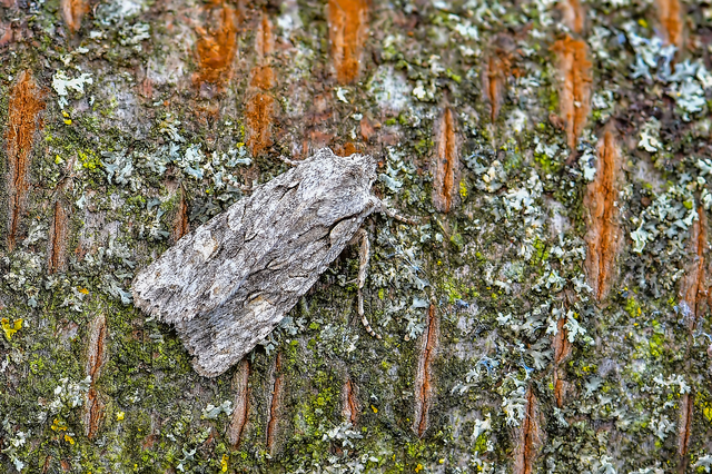 Lithophane ornitopus - közönséges fabagoly
