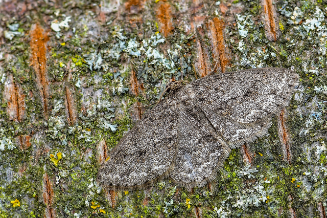 Ectropis crepuscularia - avararaszoló