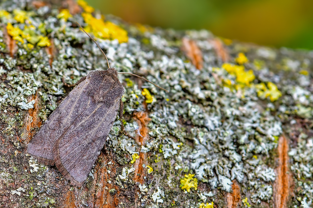 Cerastis rubricosa - vörhenyes tavaszibagoly
