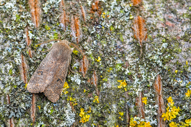 Orthosia cruda - kis barkabagoly