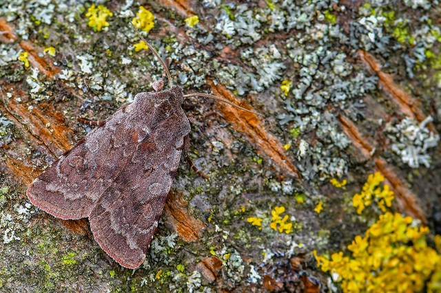 Cerastis rubricosa - vörhenyes tavaszibagoly