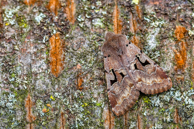 Orthosia gothica - feketefoltos barkabagoly