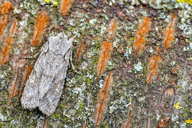 Lithophane ornitopus - közönséges fabagoly