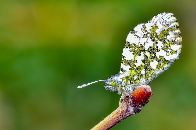 Anthocharis cardamines - hajnalpírlepke