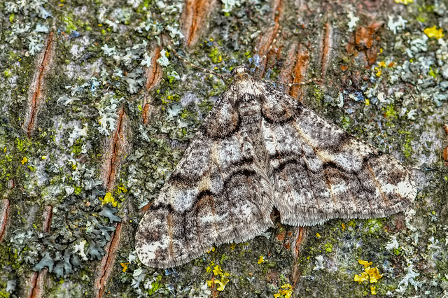 Agriopis leucophaearia - tölgy-tavasziaraszoló