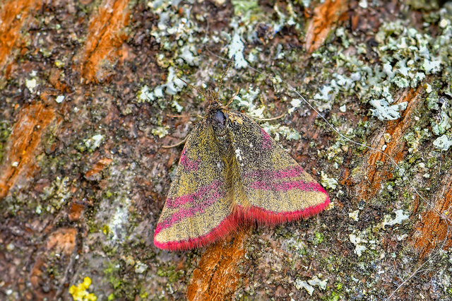 Lythria cruentaria - bíborcsíkos araszoló