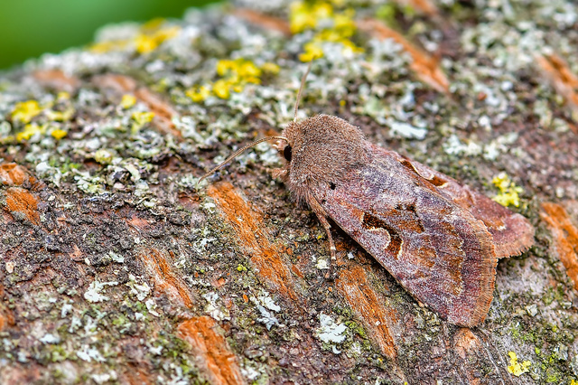 Orthosia gothica - feketefoltos barkabagoly