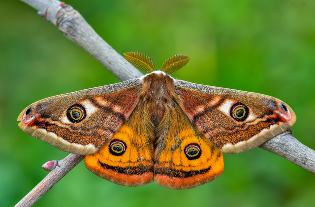 Saturnia pavoniella/pavonia