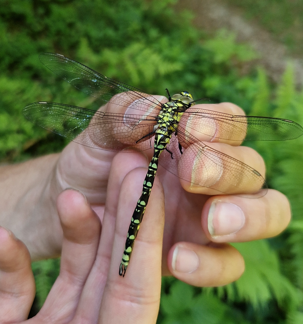 Aeshna cyanea - sebes karcsúacsa Aeshna cyanea - sebes karcsúacsa