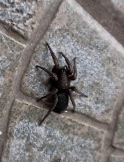 Scotophaeus