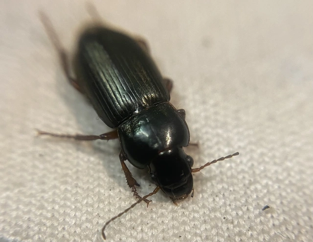 Harpalus affinis - szőrösszárnyú lomhafutó