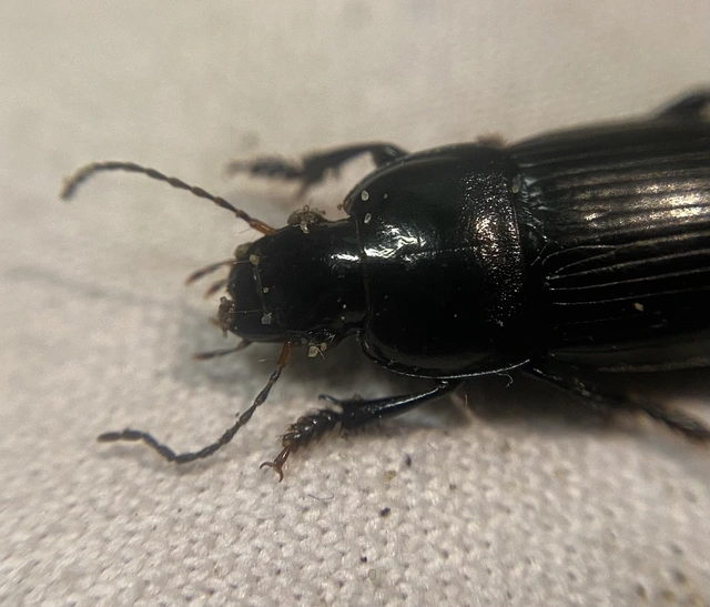 Harpalus caspius - keleti lomhafutó