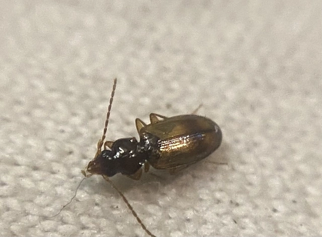 Tachys fulvicollis - szalagos martfutó