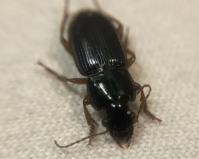 Harpalus affinis - szőrösszárnyú lomhafutó