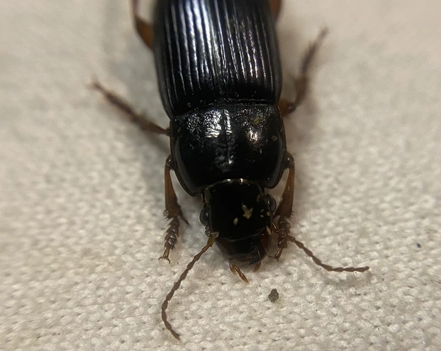 Harpalus rubripes - vöröslábú lomhafutó