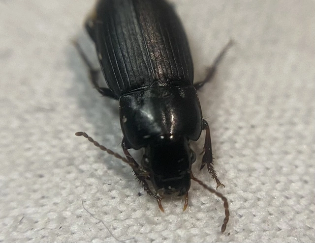 Harpalus subcylindricus - keskeny lomhafutó