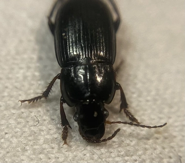 Harpalus subcylindricus - keskeny lomhafutó