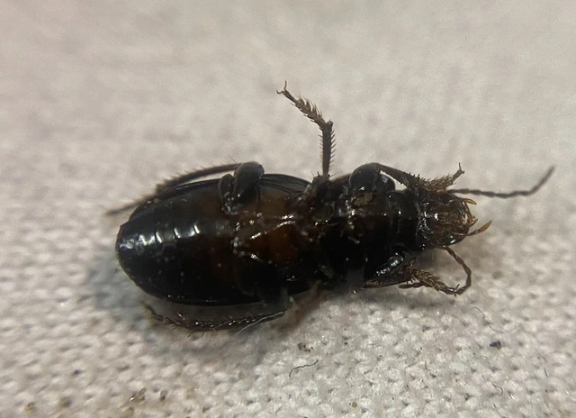 Harpalus subcylindricus - keskeny lomhafutó