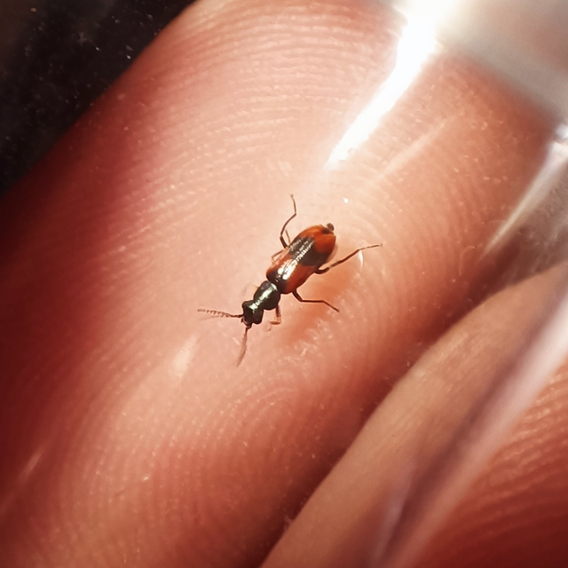 Anthocomus equestris - kétszínű bibircsesbogár