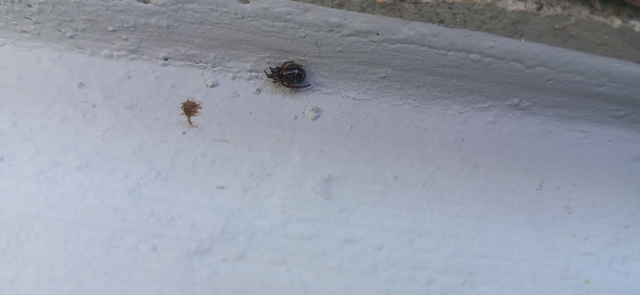 Asagena phalerata/meridionalis