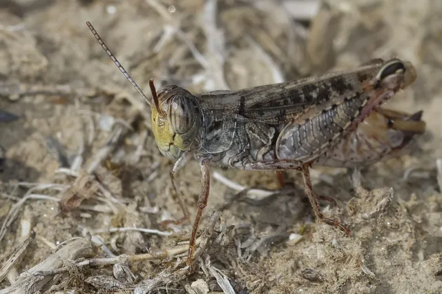 Calliptamus italicus - olaszsáska